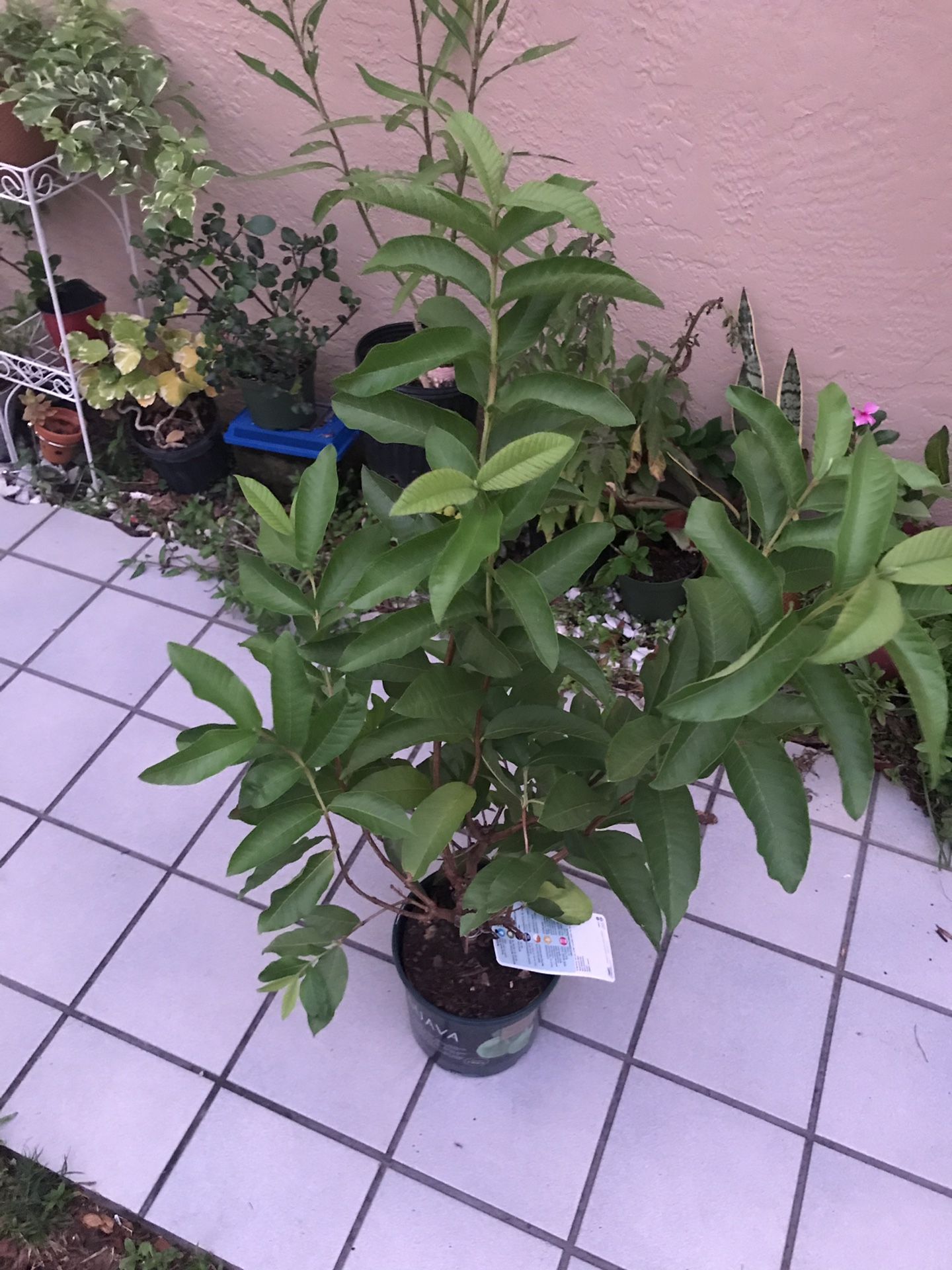 Red guava tree.