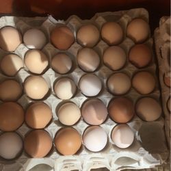 Fresh Eggs For Sale