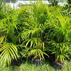 Beautiful Arecas Palms About 3.5 Feet Tall Installed! Instant Privacy Plants Green Fencing Privacy Hedges 