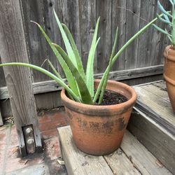 Potted Aloe Plant