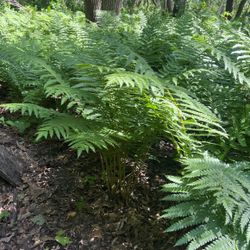 Cinnamon Fern Plants