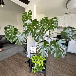 Statement Piece Monstera Plant
