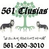 561 Clusias LLC 