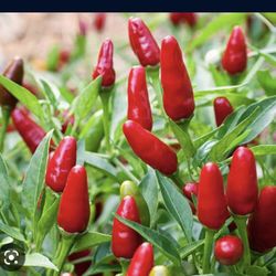 2 Thai Very Hot Red Pepper Seedling Plants Fully Rooted W Fruits