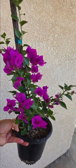 💜 Purple Bougainvillea Vine🪻🌿