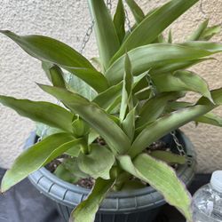 Callisia Fragans Plant