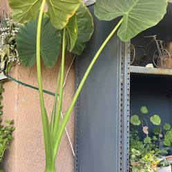 HERMOSAS PLANTAS NATURALES “OREJAS DE ELEFANTES PLANT “