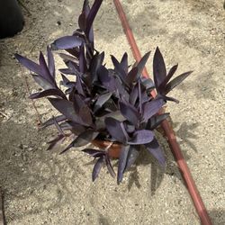 Plants for Sale 
