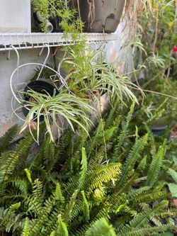 Green plant