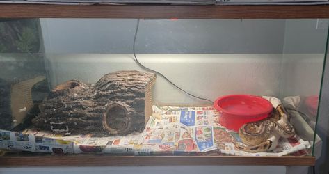 Snake tank with Everything