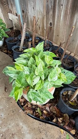 Marble Queen Pothos Plant • Organic & Healthy • Well Rooted • Orange Ceramic-Potted