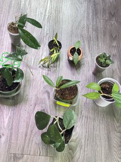 8 Hoyas bundle-one price