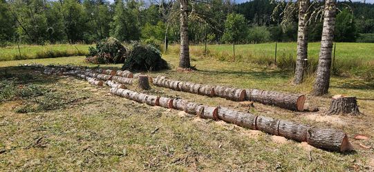 Firewood