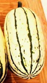 Organic Bush Delicata Squash Plants! 2026 SEASON RELEASE! Available Now!