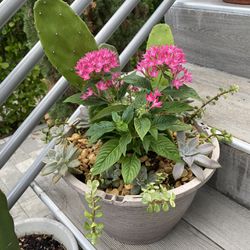 Cactus & Succulent Arrangement 