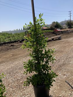 Ficus 15g