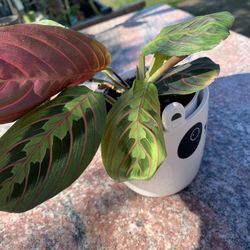 Maranta Prayer Plant