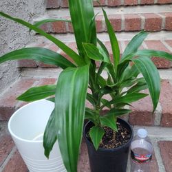 Dracaena Plant In 1-gal Black Nursery Pot [ Whitte Ceramic Pot Not Included]