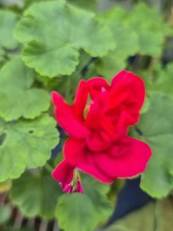 Flor muy bonita y grande $8 $10