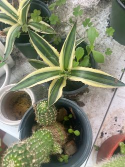 Agave plant 🪴