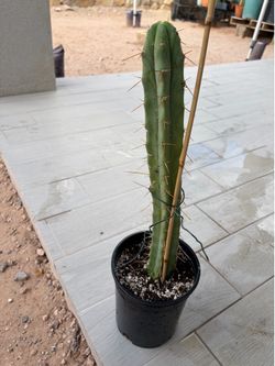 Cactus for sale