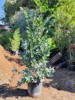 15 gallon Texas privet ligustrum