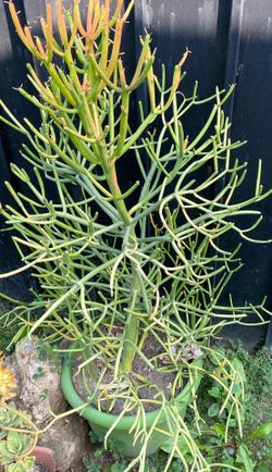 Fire Sticks Plant