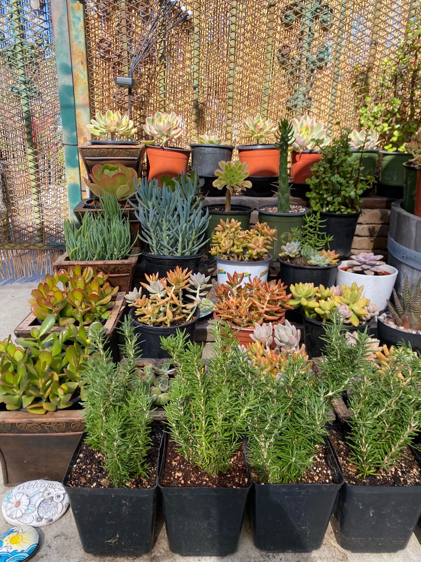 Various plants