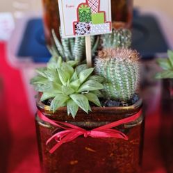 Xmas Pots With Succulents/Plants 
