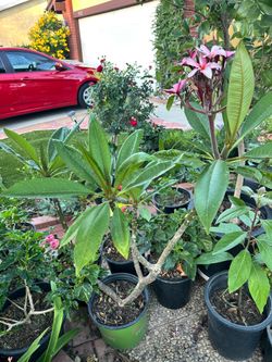 Pink plumeria