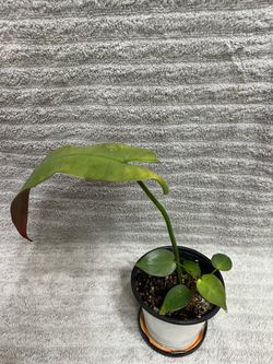 Philodendron Atabapoense Plant
