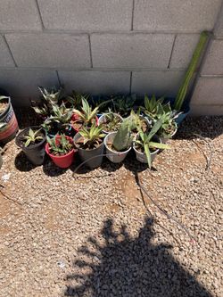 Cactus 