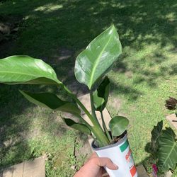 Bird Of Paradise Plants!! $15 Each!! 