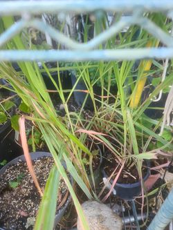 Te De Limon O Lemon Grass 