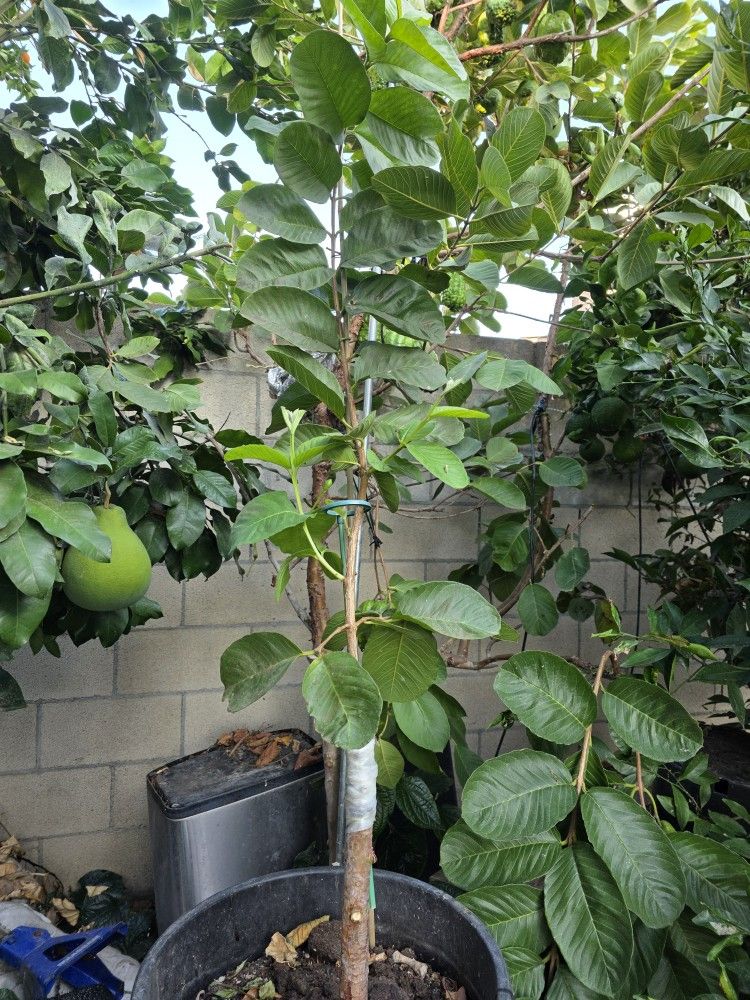 Taiwanese Ruby seedless guava