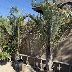 Queen Palms