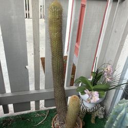 Large Cactus Plant 