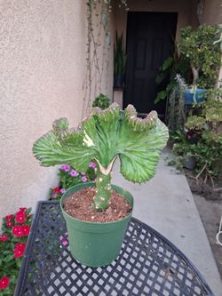 Green Mermaid Tails Cactus $35