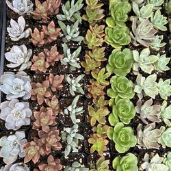 Succulents Drought Tolerant Plants Decor Wedding 