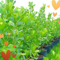 Beautiful Clusia Privacy Hedge Plants 🌿🌿 25gl $95