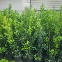 Beautiful And Full Podocarpus Plants For Privacy!!! 3.5 Feet Tall!!! Excellent Price And Quality!!! Fertilized 