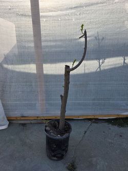 Arbolito de Jocote Ciruela Corona