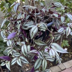 Tradescantia Zebrina Plant