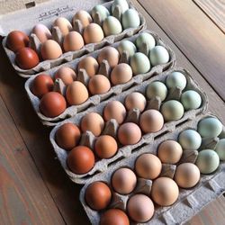 Organic Eggs