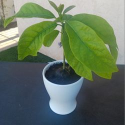 SELLING Small Avocado Plant