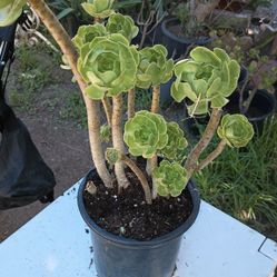 Aeonium Flowers Succulent Pot