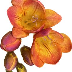 Freesia Bulbs, Live Flowering, Fragrant Plant,, Various Colors