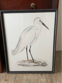 Framed Indian White Heron Botanical Print