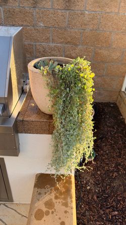 Silver falls plant