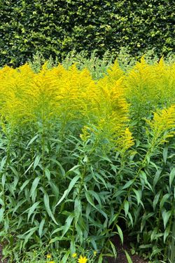 Canada Goldenrods